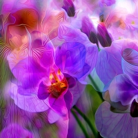 Orchids