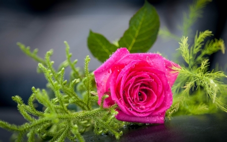 Rose - green, rose, flower, pink