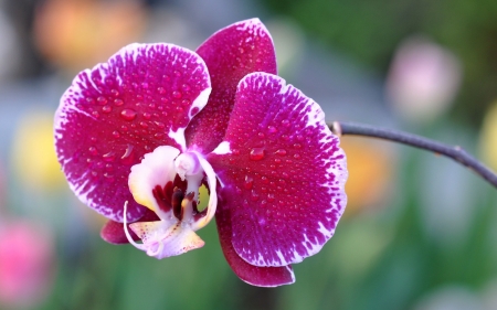 Orchid - flower, pink, bokeh, orchid, green