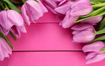 Happy Spring! - easter, card, flower, pink, tulip, spring, wood, green