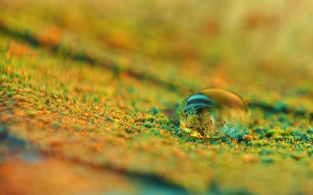 Water drop - nature, macro, yellow, water drop, blue, texture