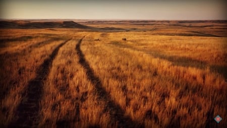 Fields of Gold - nature, fields, grain, gold