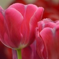 Tulips of Red