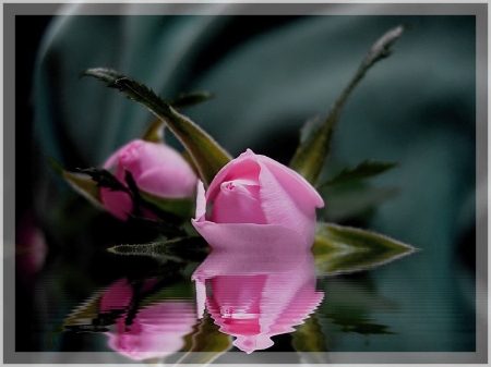 Buds in the Water - reflections, water, buds, rose