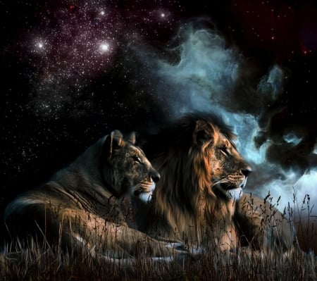 Lions - nature, lions, love, wild, night