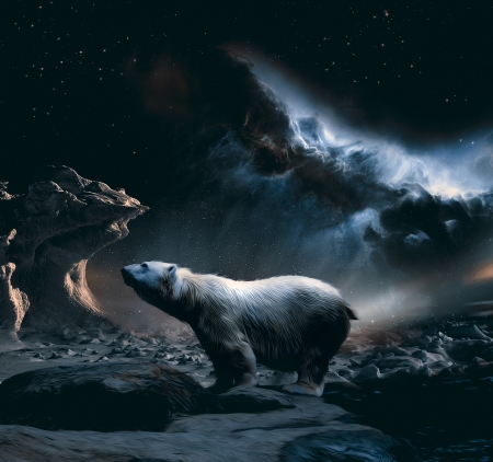 The bear - The bear, night, art, nature