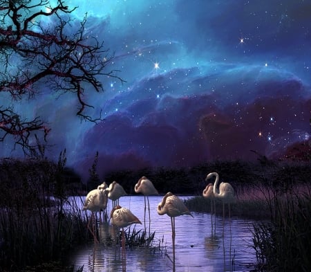 Flamingos - clouds, star, nature, Flamingos, lake