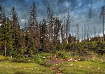 forest road - nature, sky, forest, blue, road