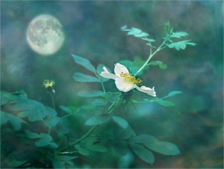 Moon face - face, moon, nature, flower