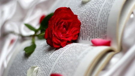 Red Rose - rose, flower, red, book