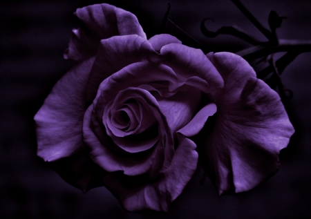 Lovely Rose - flower, purple, rose, bloom