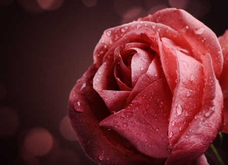 Lovely Rose - flower, petals, pink, rose