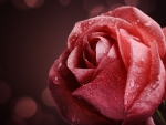 Lovely Rose