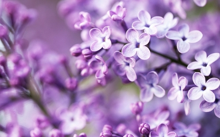 Beautiful Flowers - nature, purple, flowers, petals