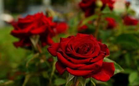 Red Roses - nature, flowers, roses, red