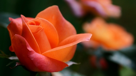 Beautiful Rose - orange, nature, rose, bloom