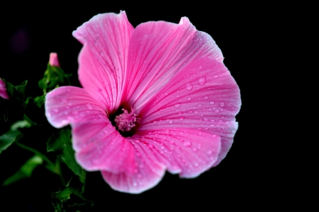 Beautiful Flower - nature, bloom, flower, pink