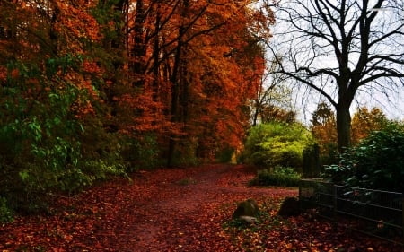 autumn path - tree, autumn, forest, path