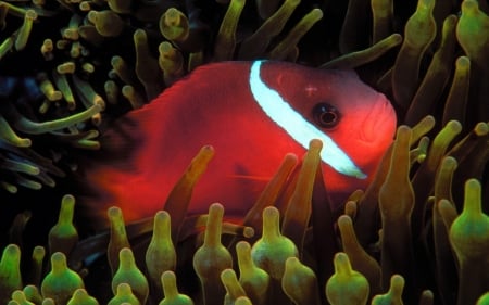 red anemone fish