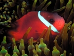 red anemone fish