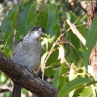 Butcher Bird