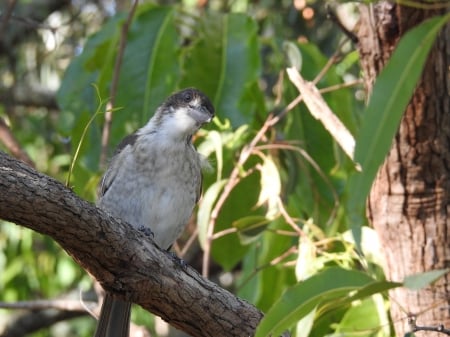 Butcher Bird - nature, wildlife, bird watching, brisbane, nikon coolpix p900, butcher bird, australia, bird