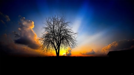 Glorious Sunset - sky, tree, sun, clouds