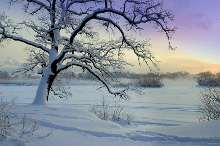 winter - winter, tree, landscape, snow