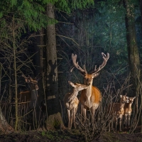 deer familly