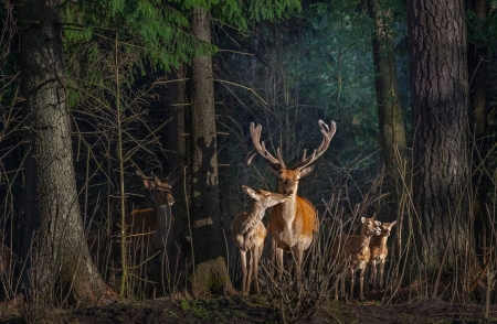 deer familly - familly, nature, deer, forest, animals