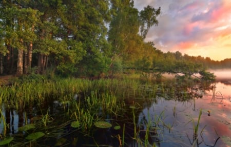 lake - nature, lake, forest, grass