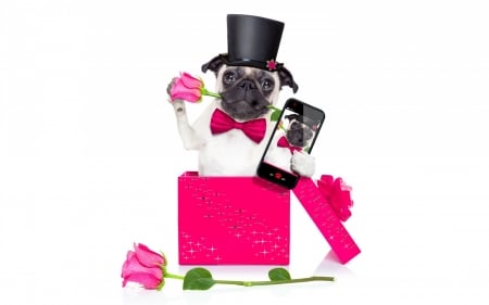 Happy Valentine's Day! - surprise, flower, funny, animal, rose, pink, cute, black, puppy, white, box, hat, phone, dog