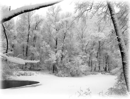 beginning of winter - snow, landscape, winter, forest