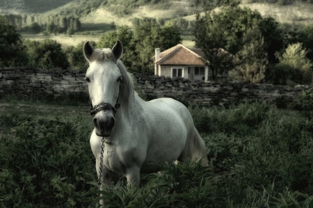 white horse - animal, white, horse, hause