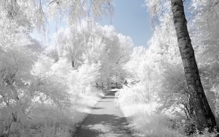 Winter Road - white, birch, winter, road, frost, trees, nature, snow