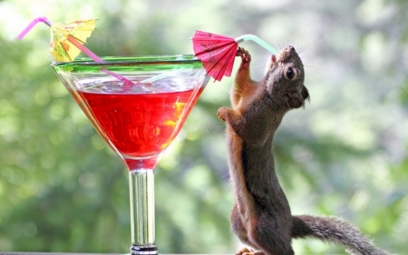 drinking cocktail - cocktail, glass, squirrel, umbrella