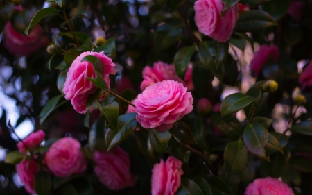 Lovely Roses - roses, pink, nature, bloom