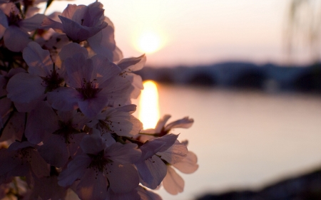 Sundown - nature, flowers, sunset, bloom