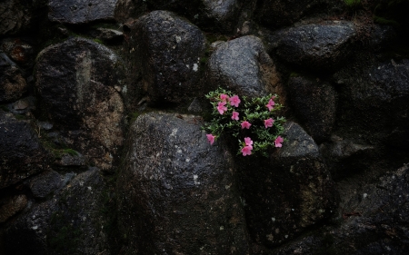 Beautiful Flowers - flowers, dark, nature, rocks