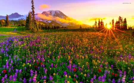 Amazing Sunset on the Field - nature, trees, clouds, field, flowers, sunset, mountains