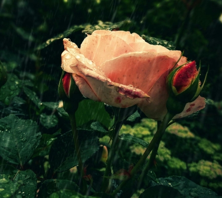 Lovely Rose - flower, nature, rose, bloom