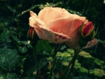 Lovely Rose