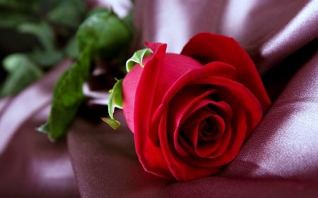 Beautiful Red Rose - flowers, red, silk, rose