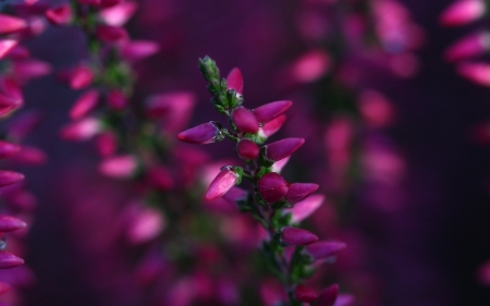 Beautiful Flowers - flowers, petals, nature, bloom