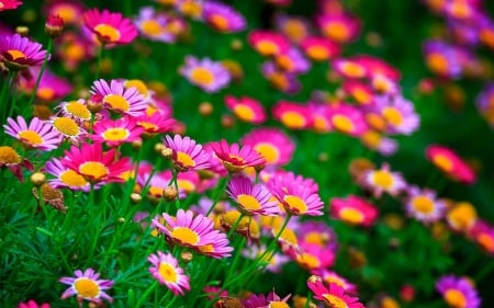 Beautiful Flowers - nature, flowers, bloom, petals