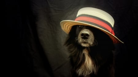 Funny Dog with Hat - puppy, hat, dog, animal, funny