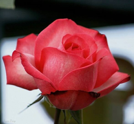 Pink Beauty - nature, closeup, pink, petals, flowers, rose