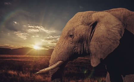 Elephant - animal, nature, elephant, sunset