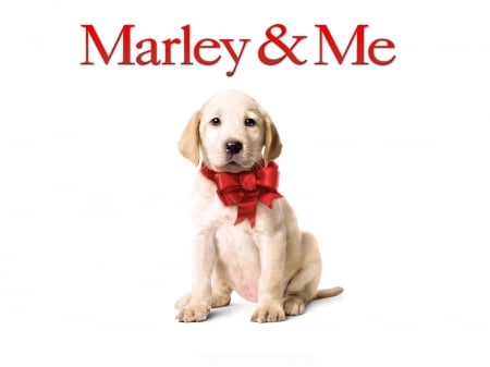 Marley & Me (2008) - dog, white, animal, marley and me, red, movie, cute, puppy, bow