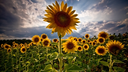 Sunflower - sunflower, nature, yellow, flower